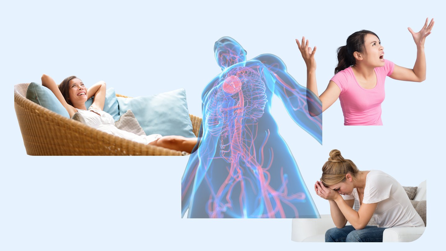 Les états du système nerveux