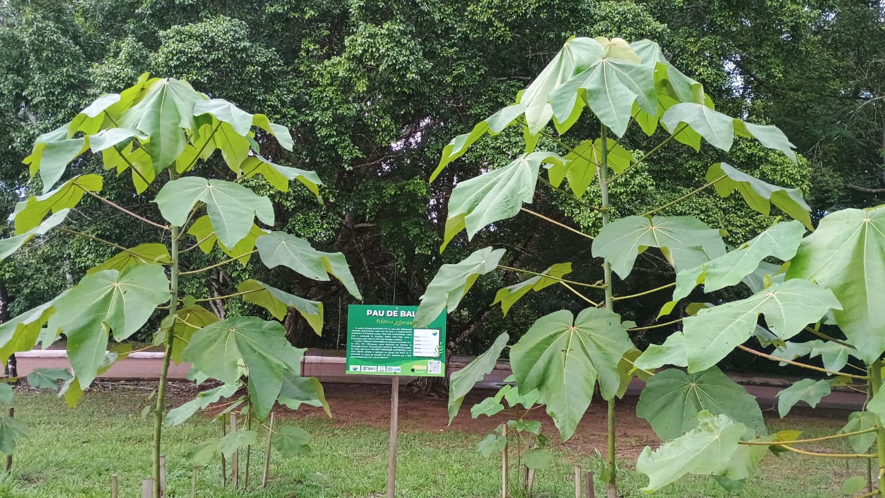 plantas jovens pau de balsa