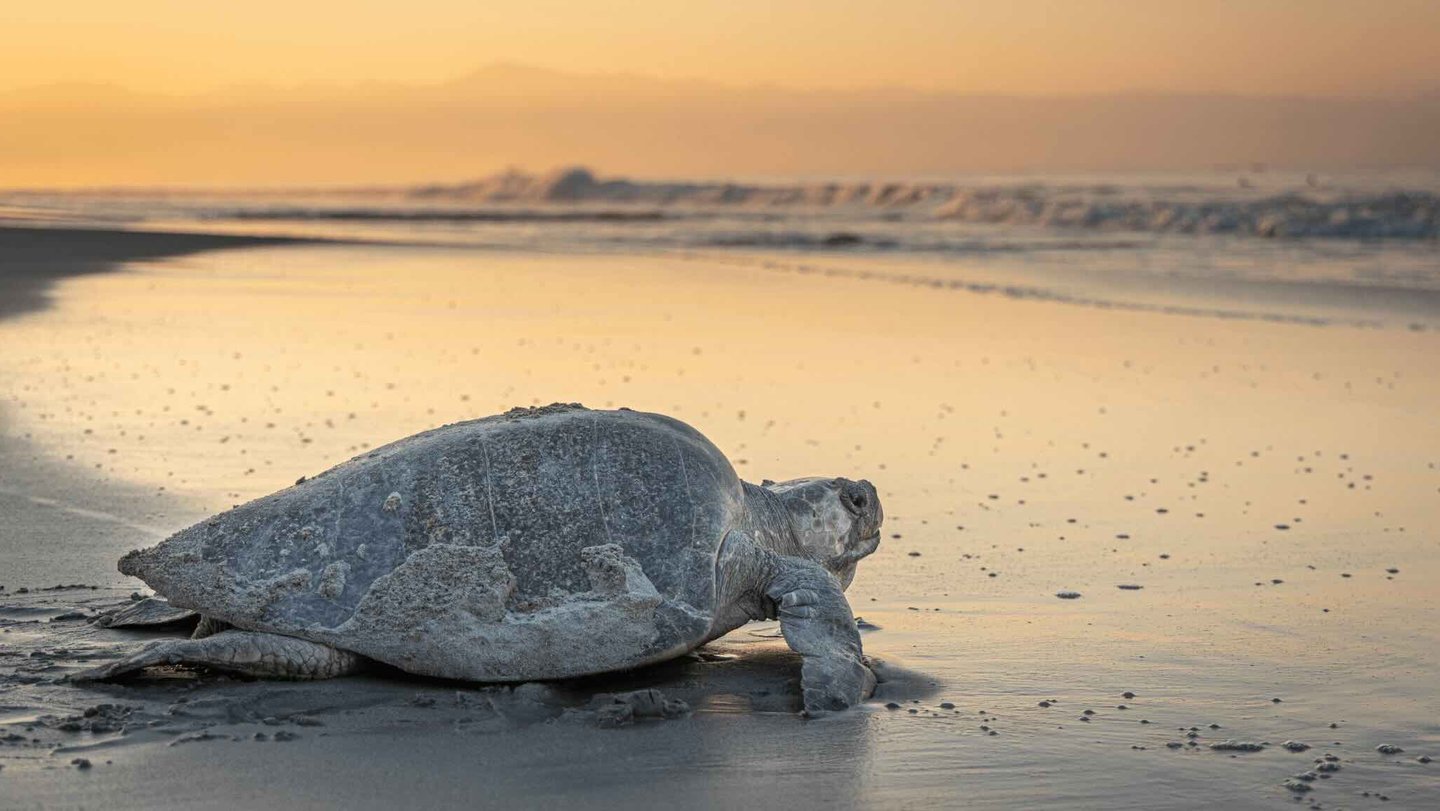 Zeeschildpad op een strand tijdens een prachtige zonsondergang.