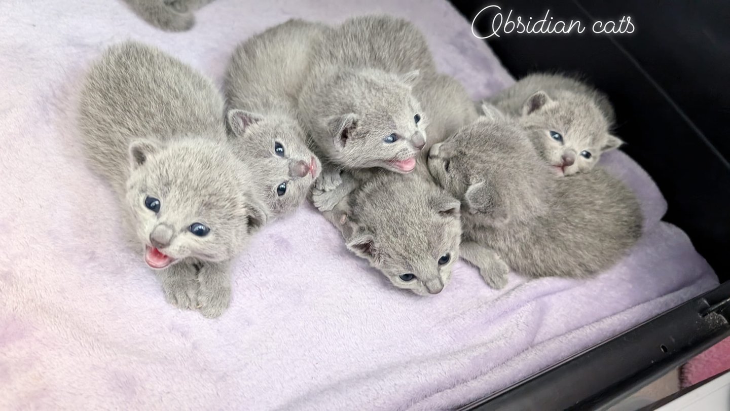 chatons bleu russe Obsidian cats