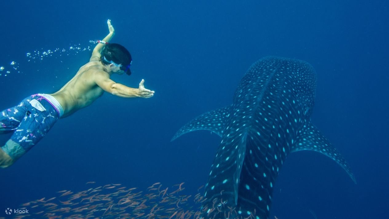 swimming with the whale shark Puerto Princesa Palawan
