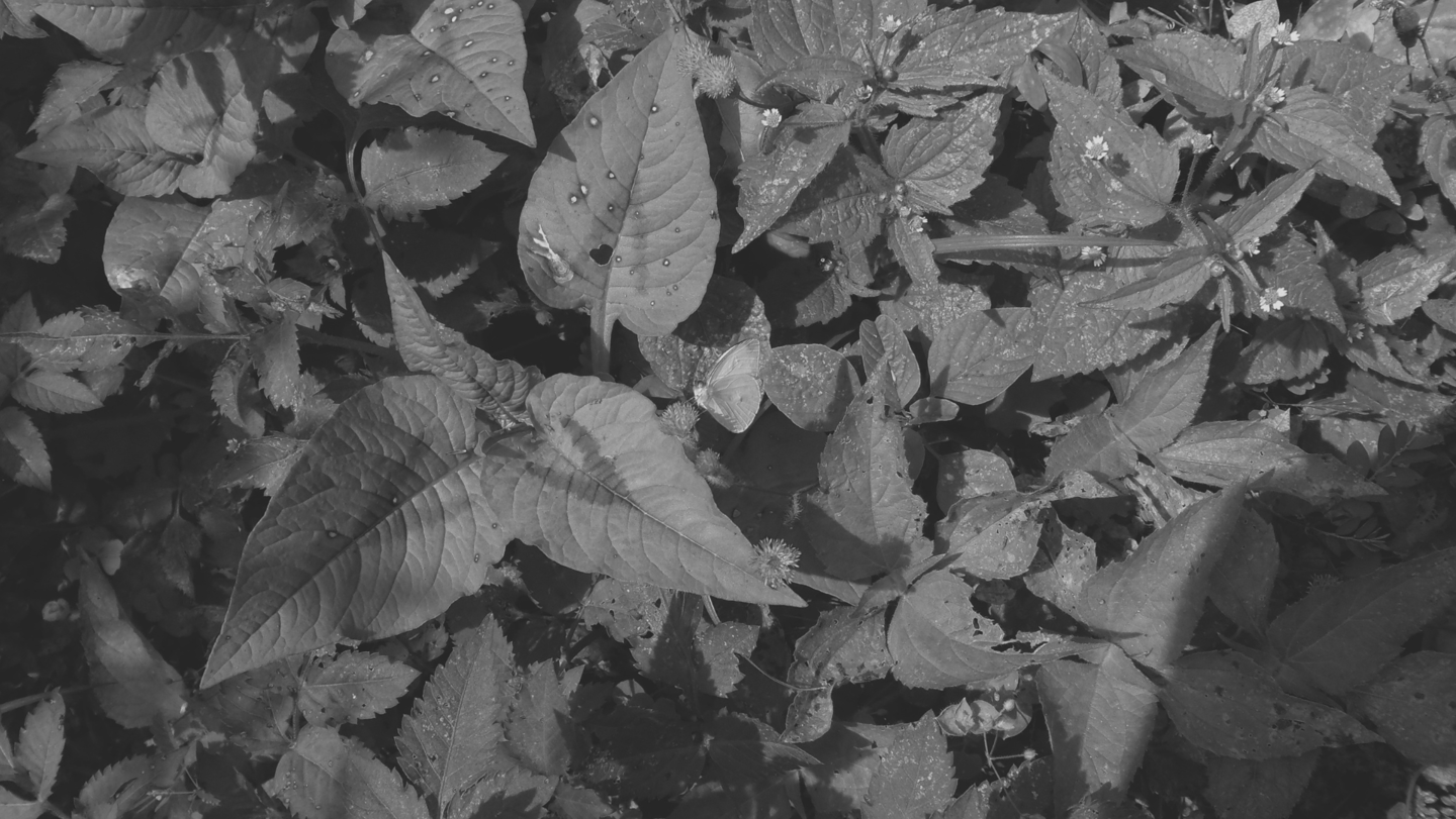 Fotografía de naturaleza: Pequeña mariposa entre follaje y hojas silvestres en blanco y negro.