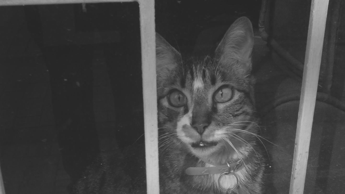 Gato atigrado mirando a través de una reja en blanco y negro.