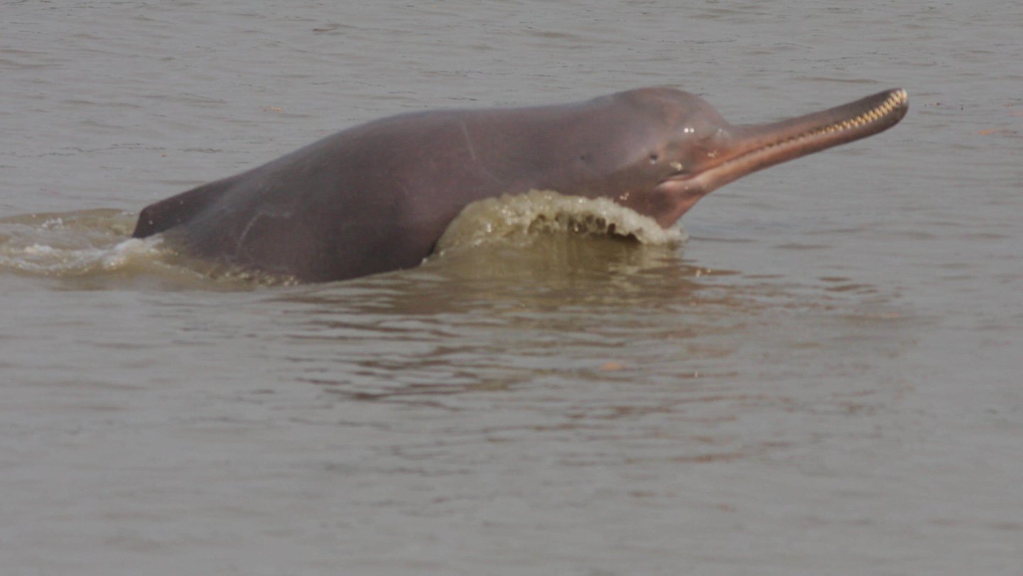 Ganges dolphin in the Mohana River