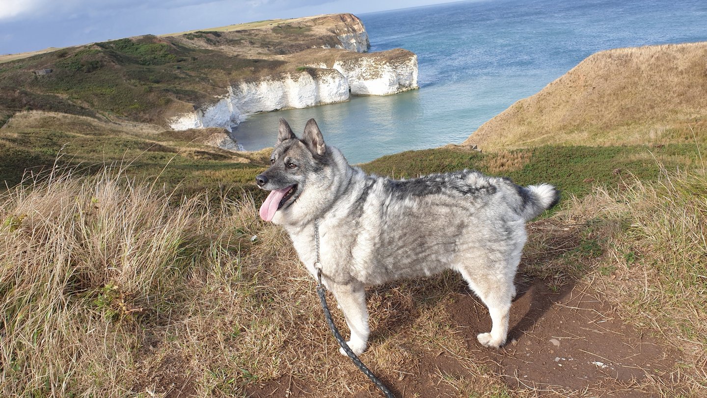 Norwegian Elkhound