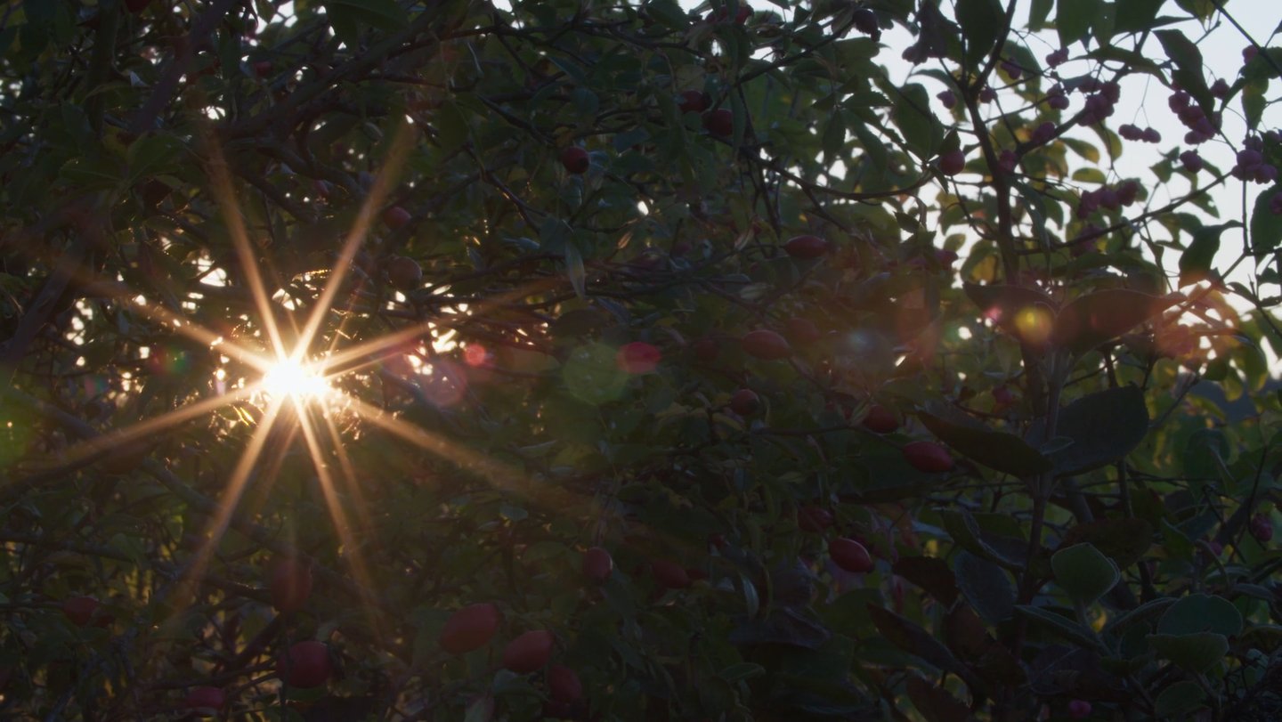 Les quatre saisons d'une haie, un film documenat