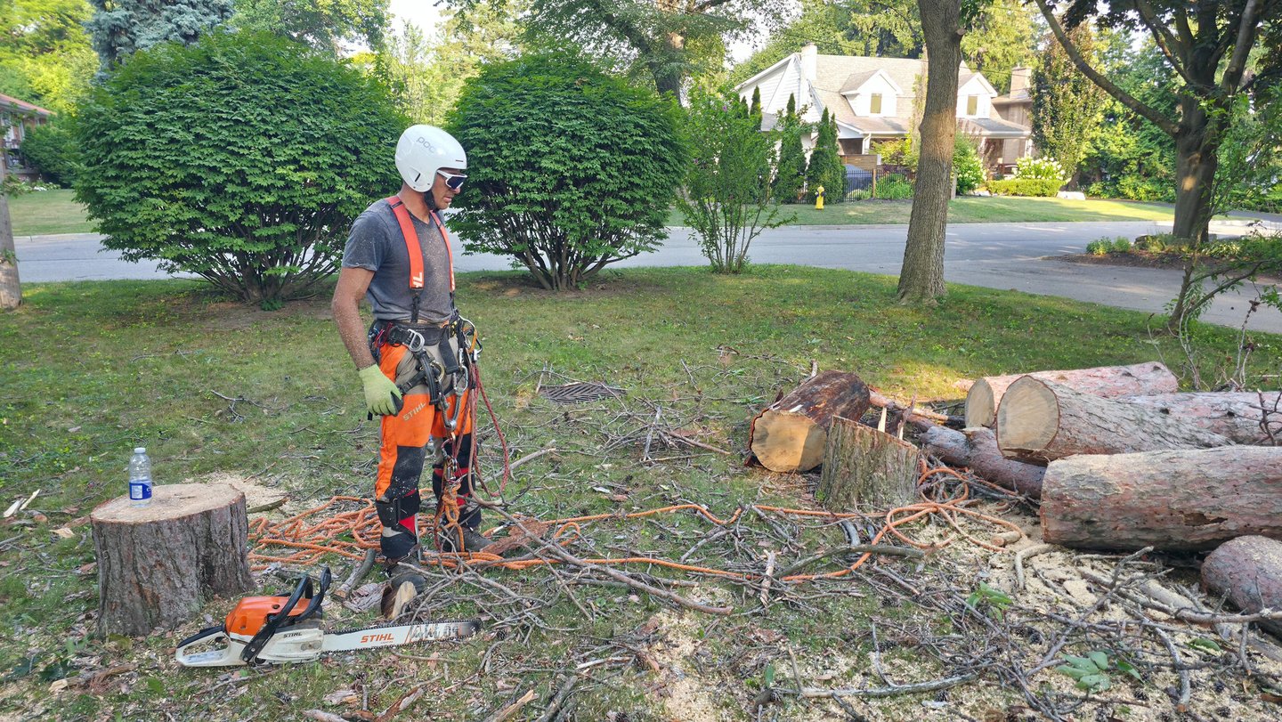 Professional arborist in safety gear standing by cut logs and a Stihl chainsaw after tree removal.