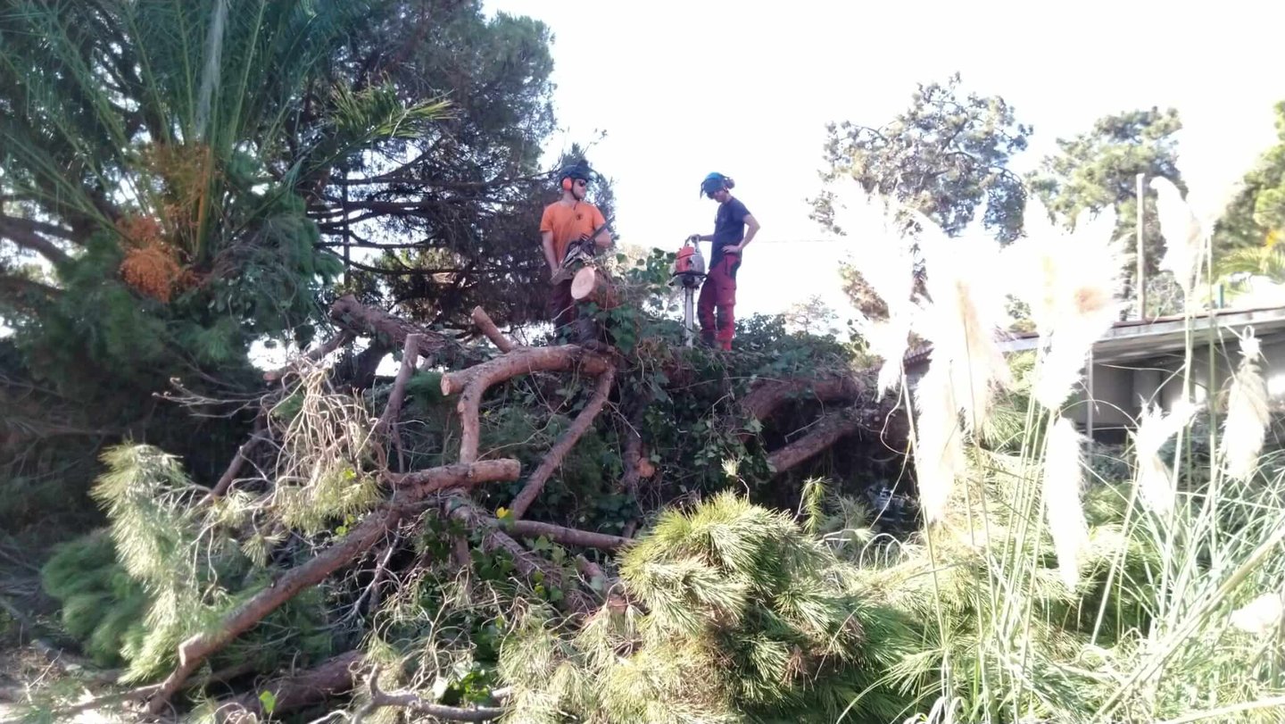 Professional arborists using chainsaws to clear a fallen pine tree after a storm. Lagoa, Algarve