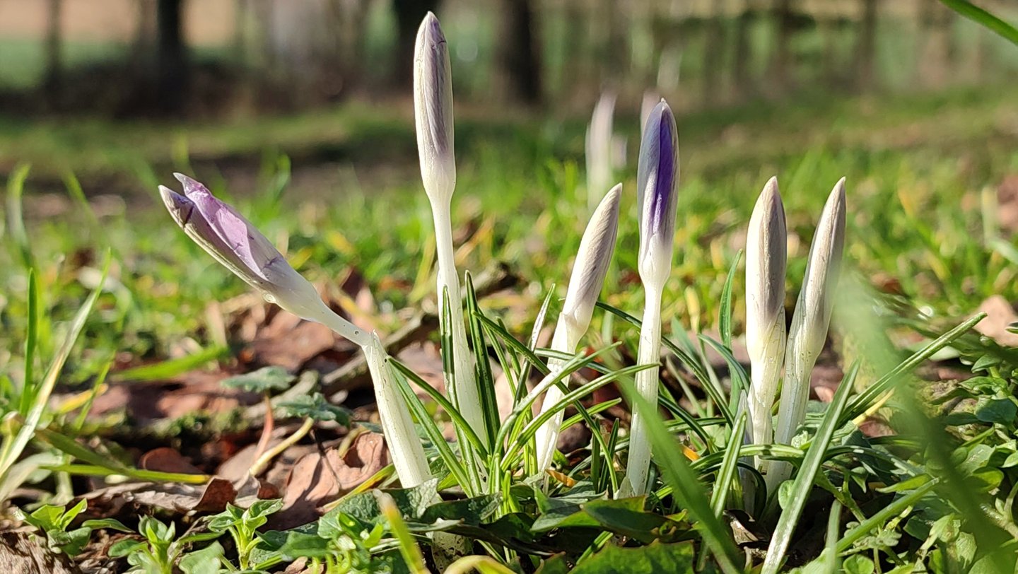 ein porträtbild von 5 krokusknospen mit gras