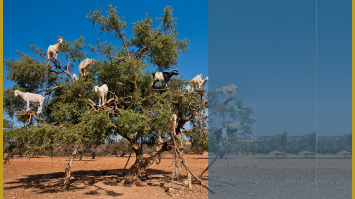 Goats balancing in a tree, symbolizing team roles, communication, and surprising team dynamics