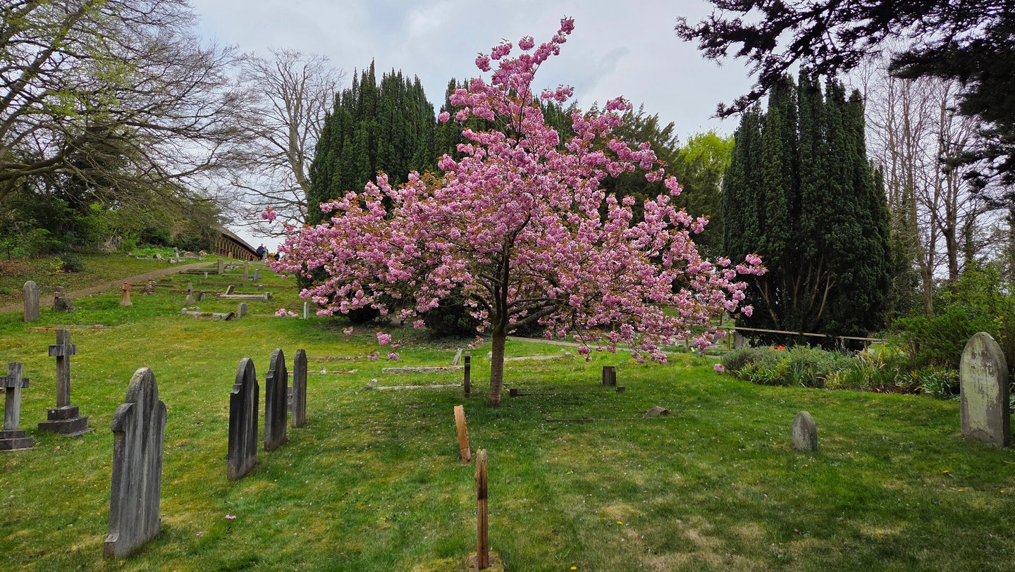 A tree in Spring, full of blossom, in a graveyard