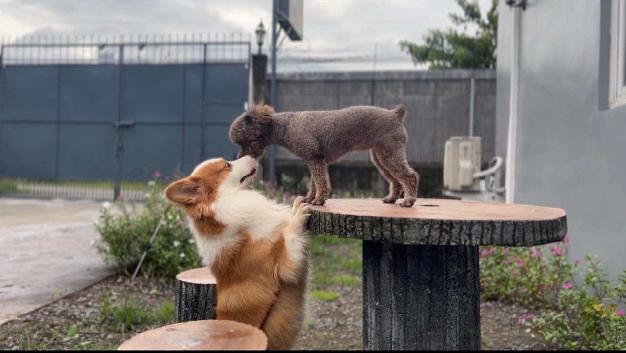 Haru and Mochi just met at the dog park. They both have Korean fur-parents.
