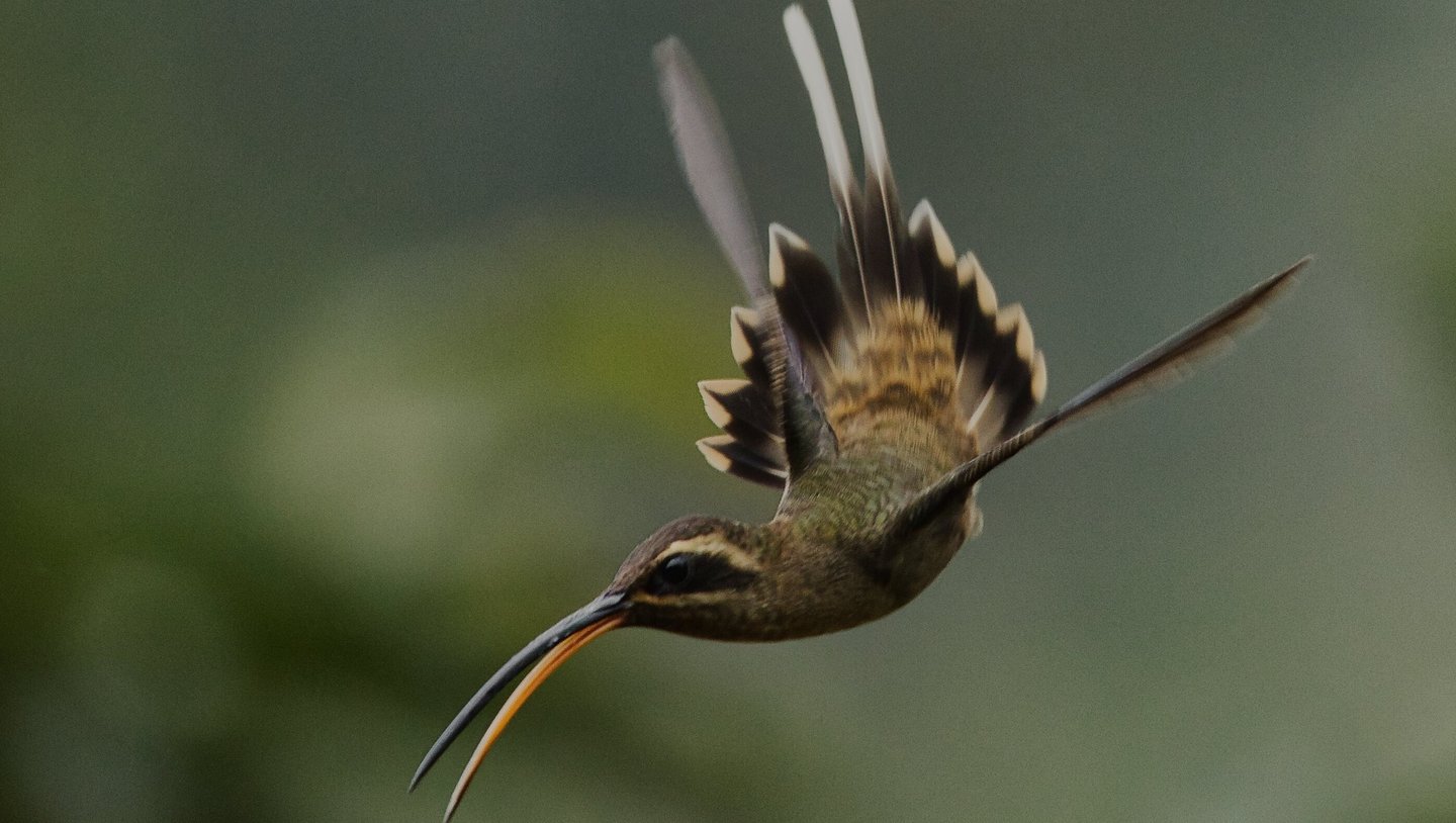 Tambopata Amazon Expedition 5 Days