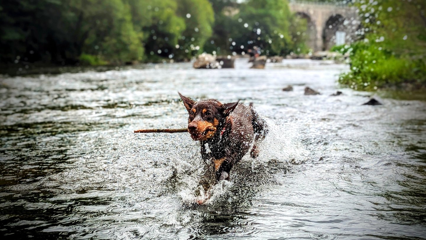 un kelpie australien à l'Aqua school