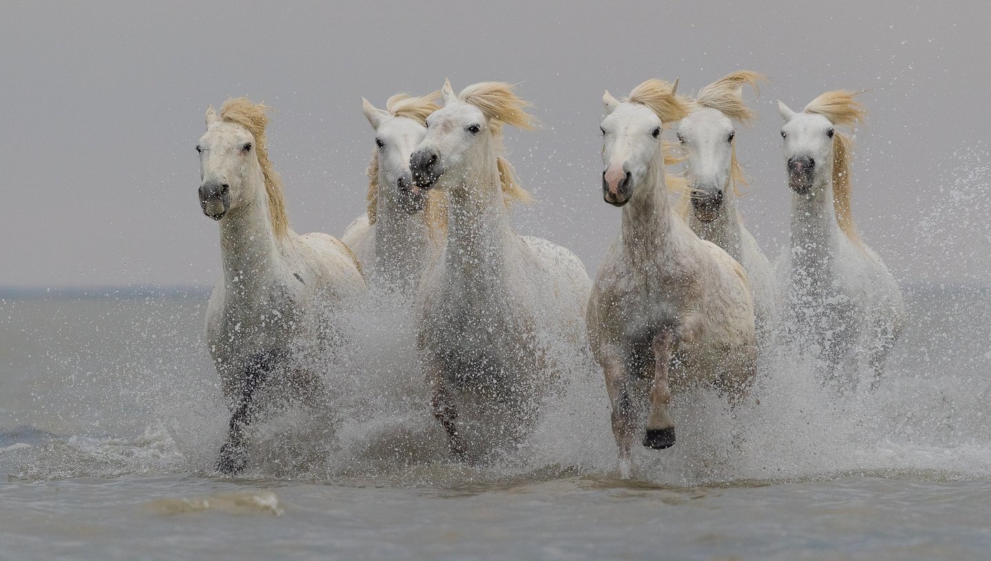 A herd of white Camargue horses galloping through ocean waves with splashing water.