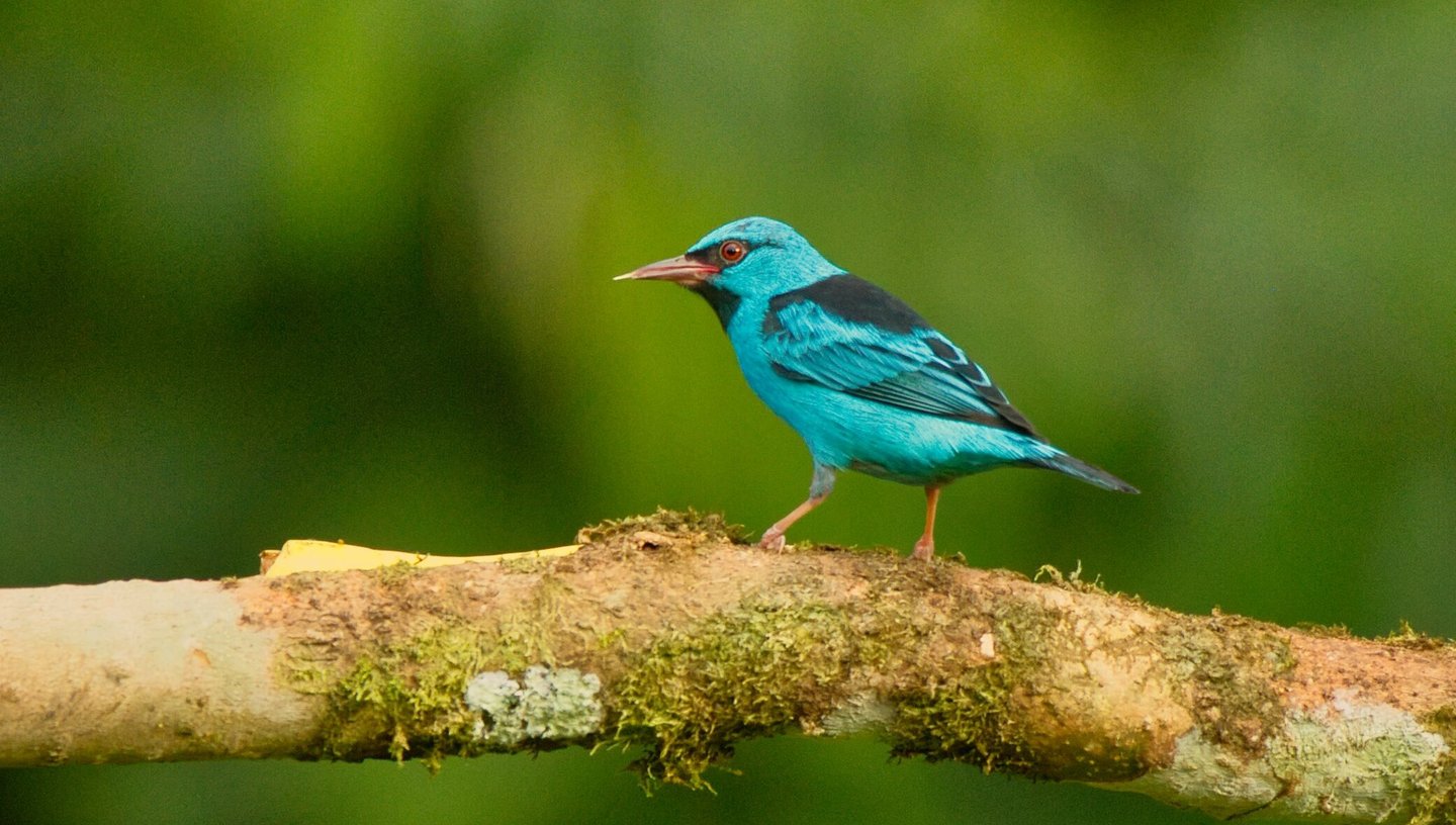Photography & Birdwatching Manu National Park by Bus 8 Day Amazon Wildlife