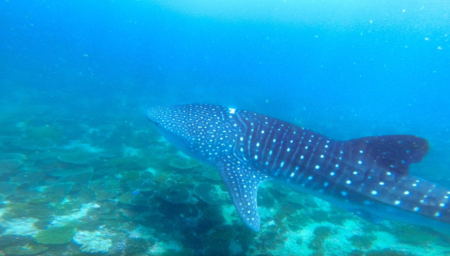 LUX South Ari Atoll Maldives snorkeling whale shark