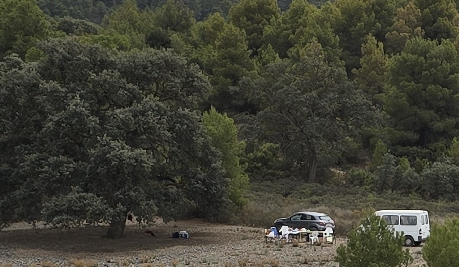 Encina del paraje El Charco en la Sierra de Carrascoy
