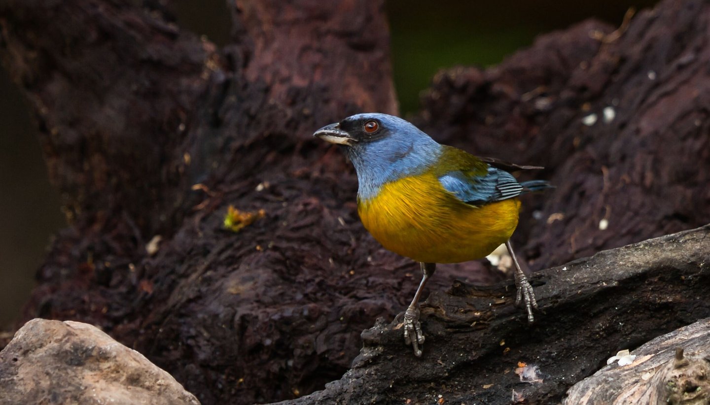 Colombia Andes Bird Photography Tour