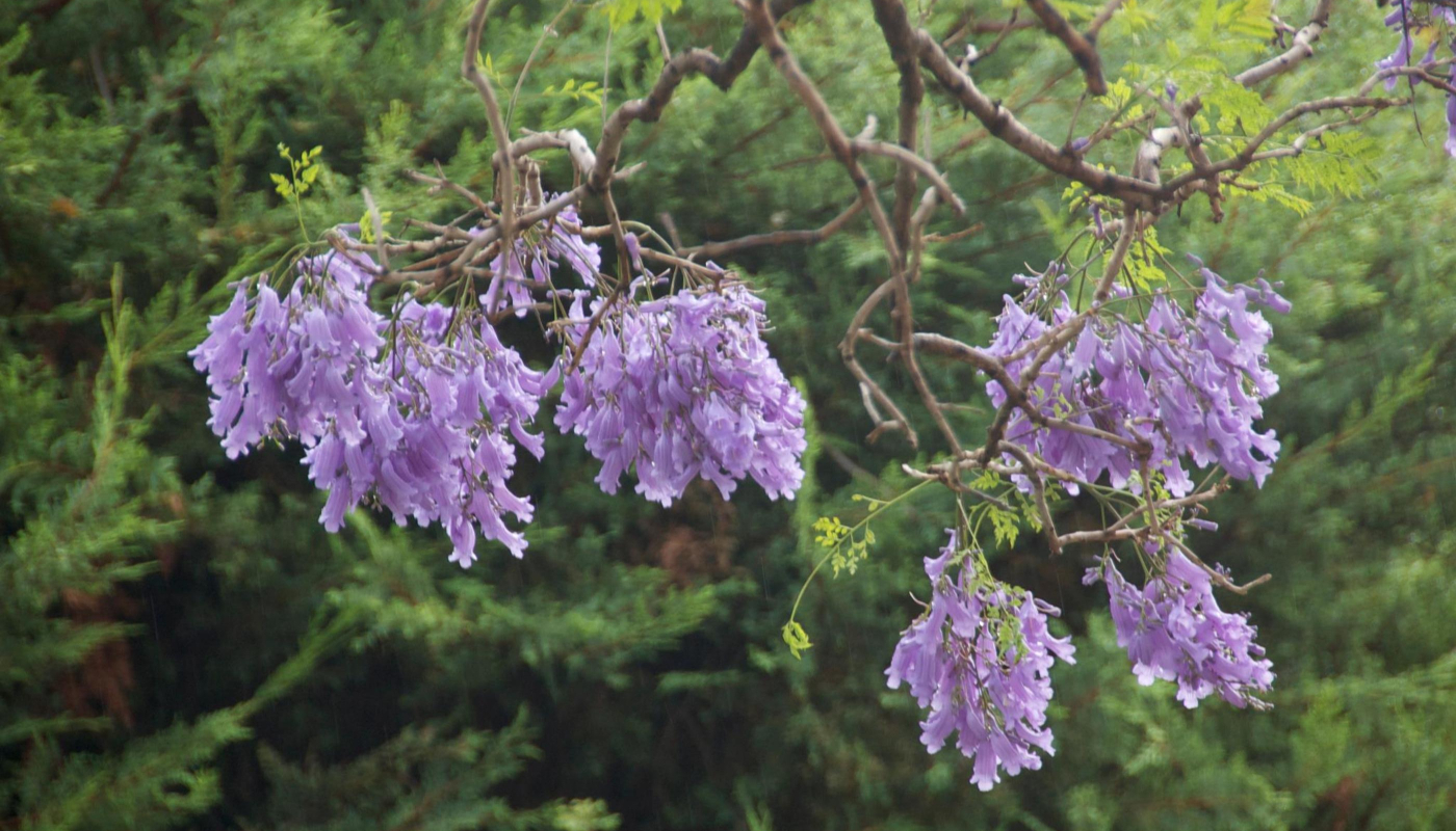 jacaranda tree in blossom