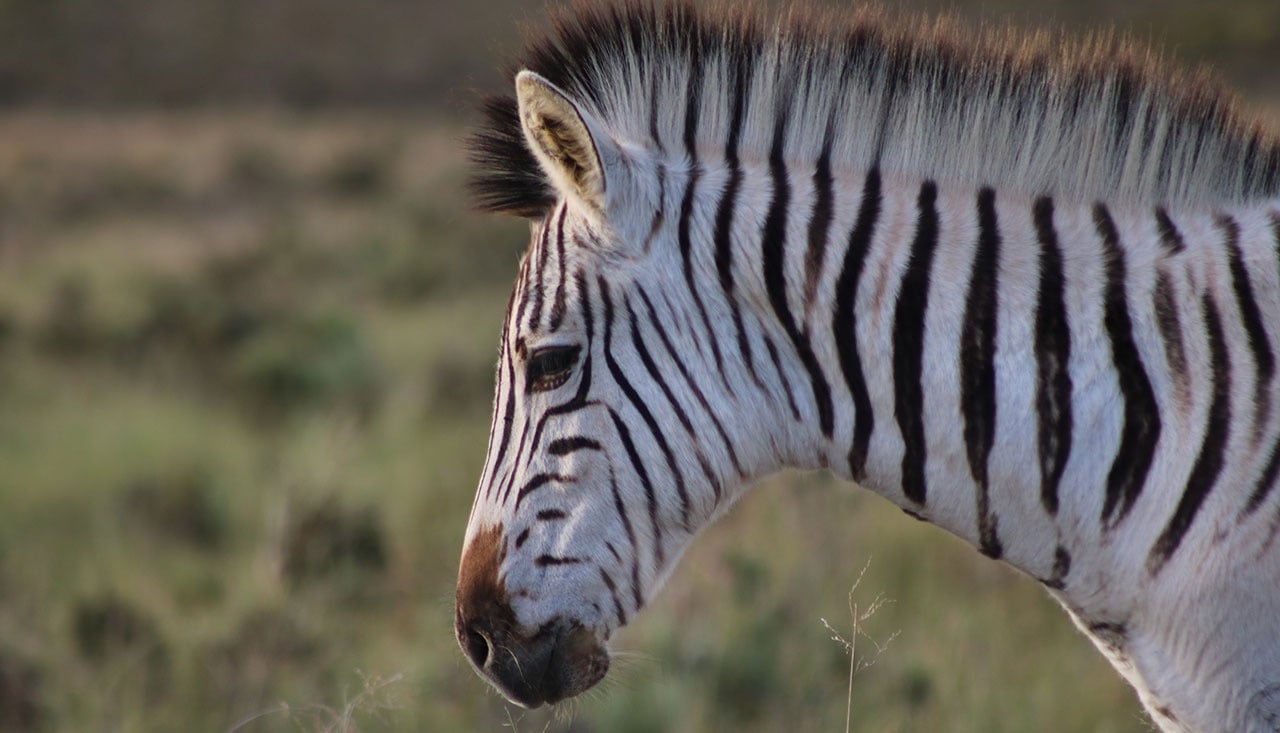 medium close up if a zebra in a field