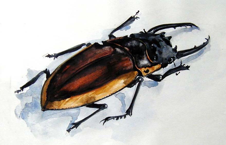 Aquarelle représentant un cerf-volant