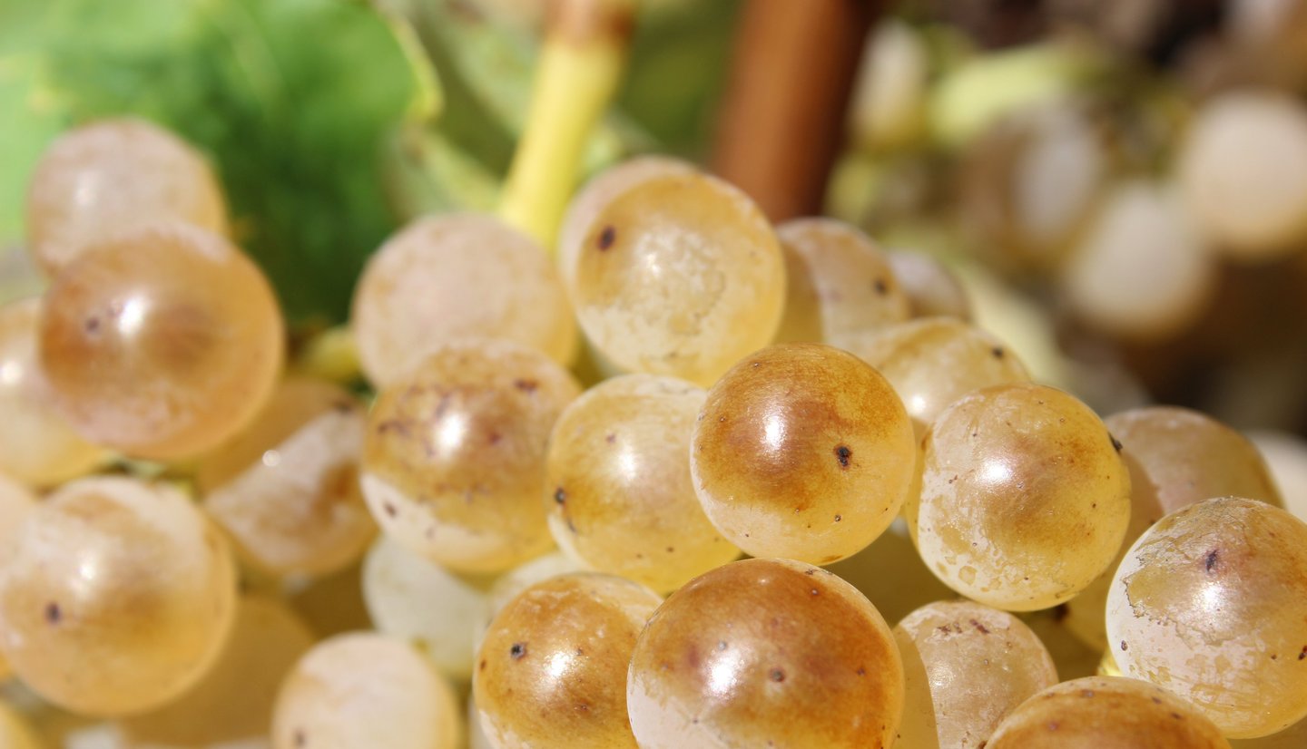 Graines de raisins blancs sous le soleil 