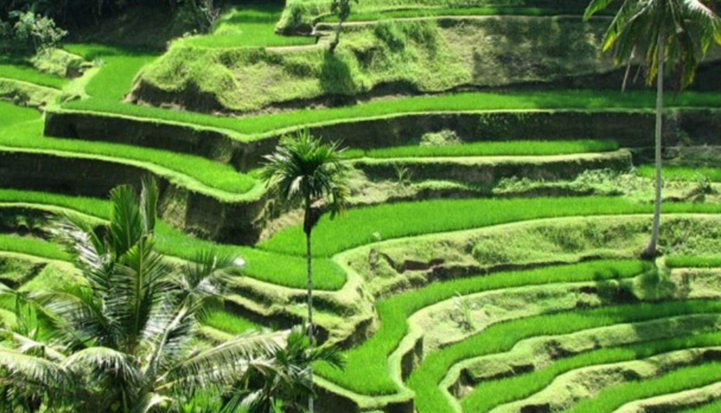 a large green field with a palm tree and palm trees