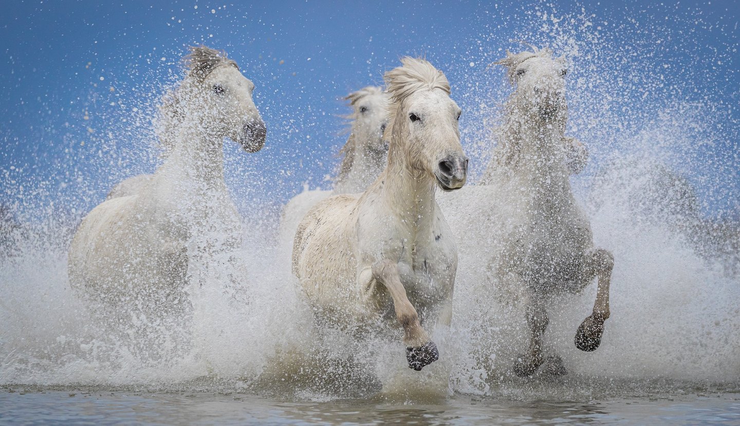 Wild white Camargue horses galloping through ocean water with dramatic white sea spray.