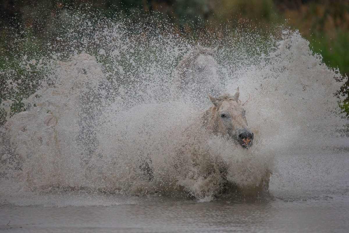 A powerful white horse gallops through a river, creating a dramatic water splash.