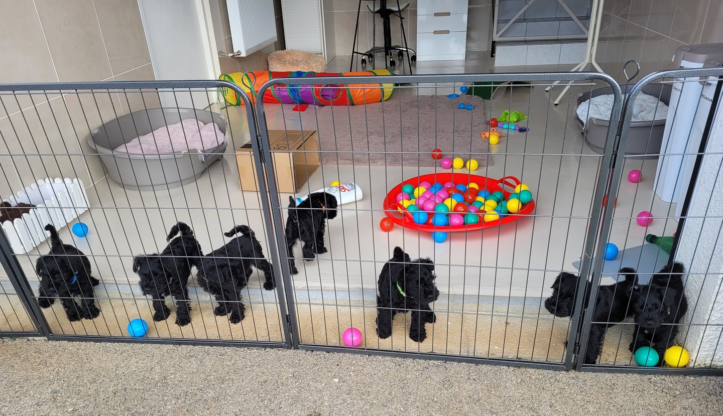 élevage schnauzer nain noir