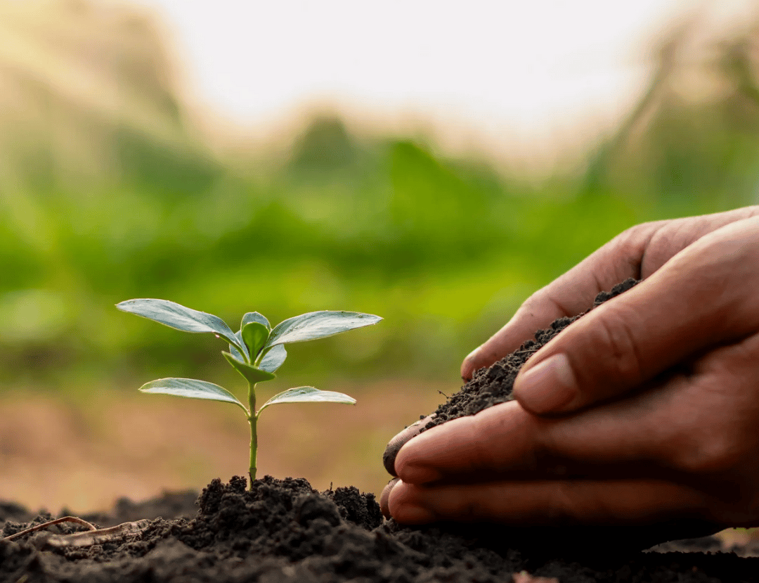 Oraganic Compost PICROC