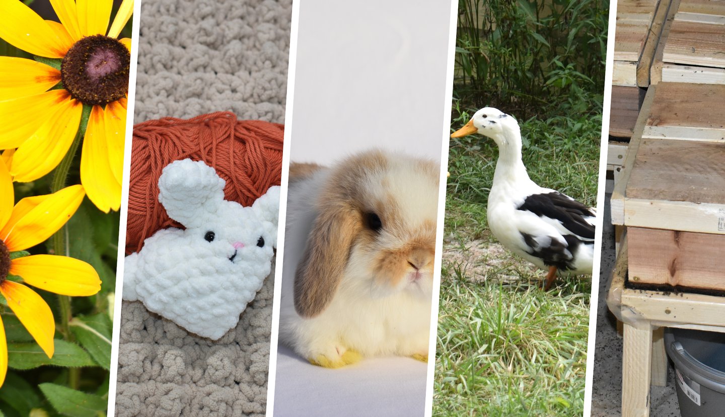 a collage of pictures of a rabbit rabbit and a duck