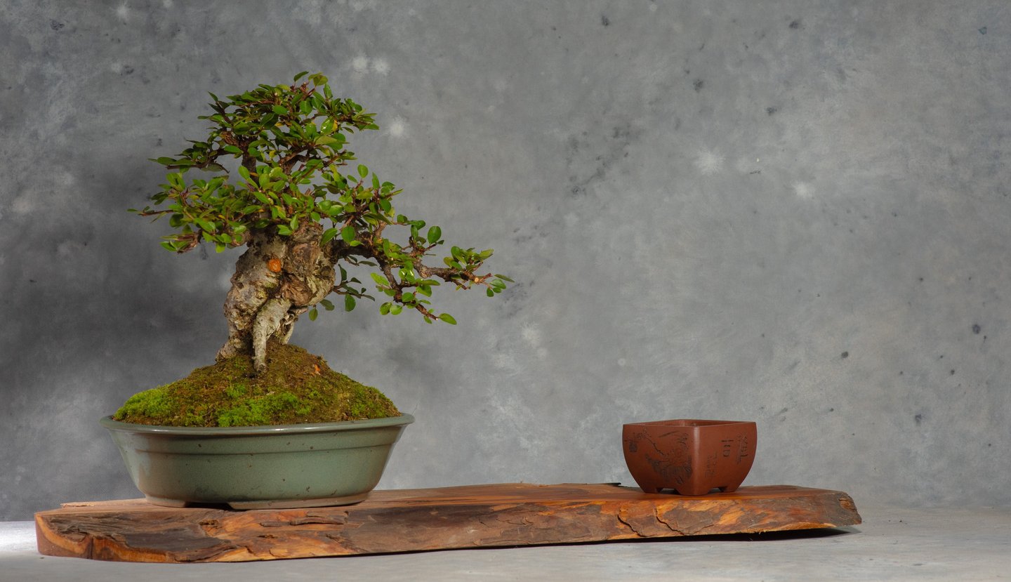 Cotoneaster Bonsai
