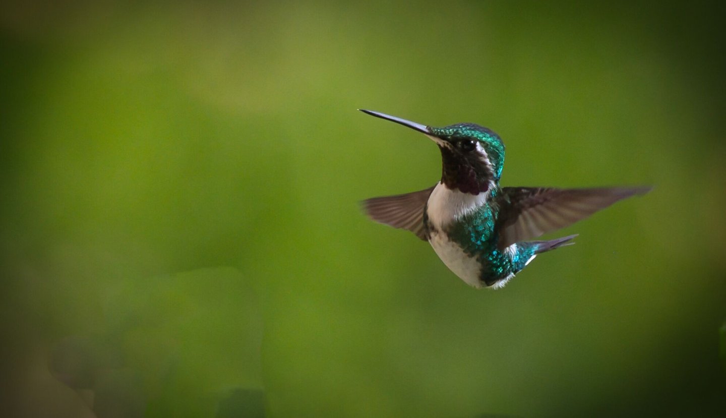 Birdwatching Abra Malaga Machu Picchu & Manu National Park 10 Days