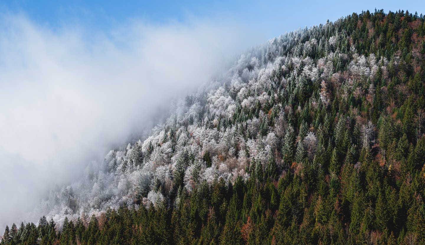 Un souffle semble avoir glacé une partie seulement de la forêt près du lac Luitel (Belledone)