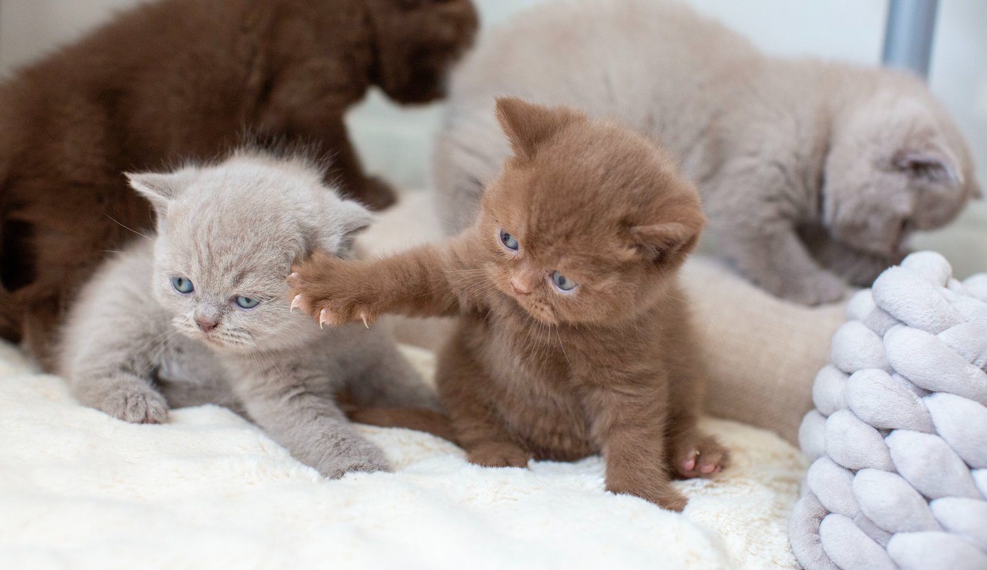 Adorable brown and lilac British Shorthair kittens playing together on a soft white blanket.