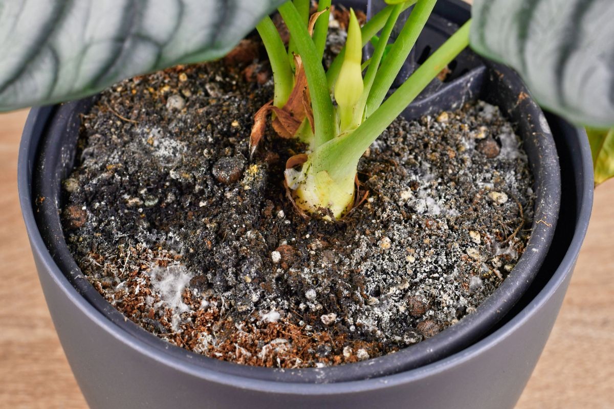 close up of white mold growing on houseplant soil after using mosquito bits