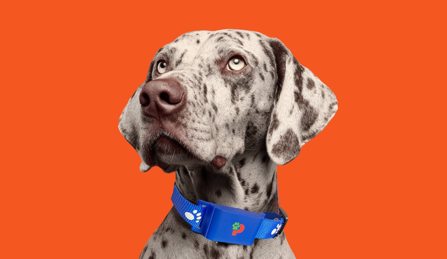 Perro posando para la camara con su collar PawsGPS de geolocalización