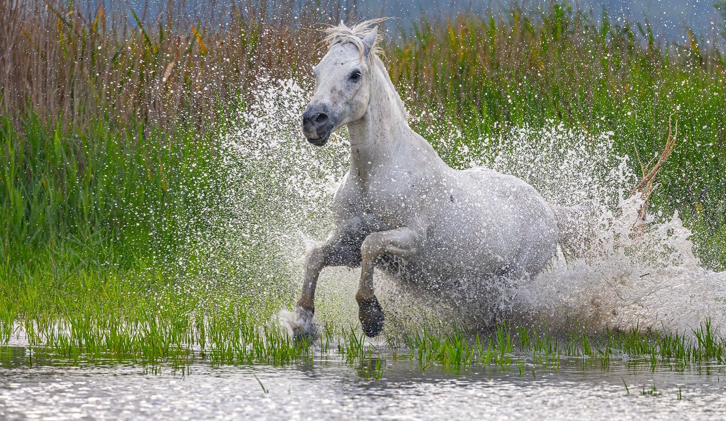 a horse is running through the water in the wild