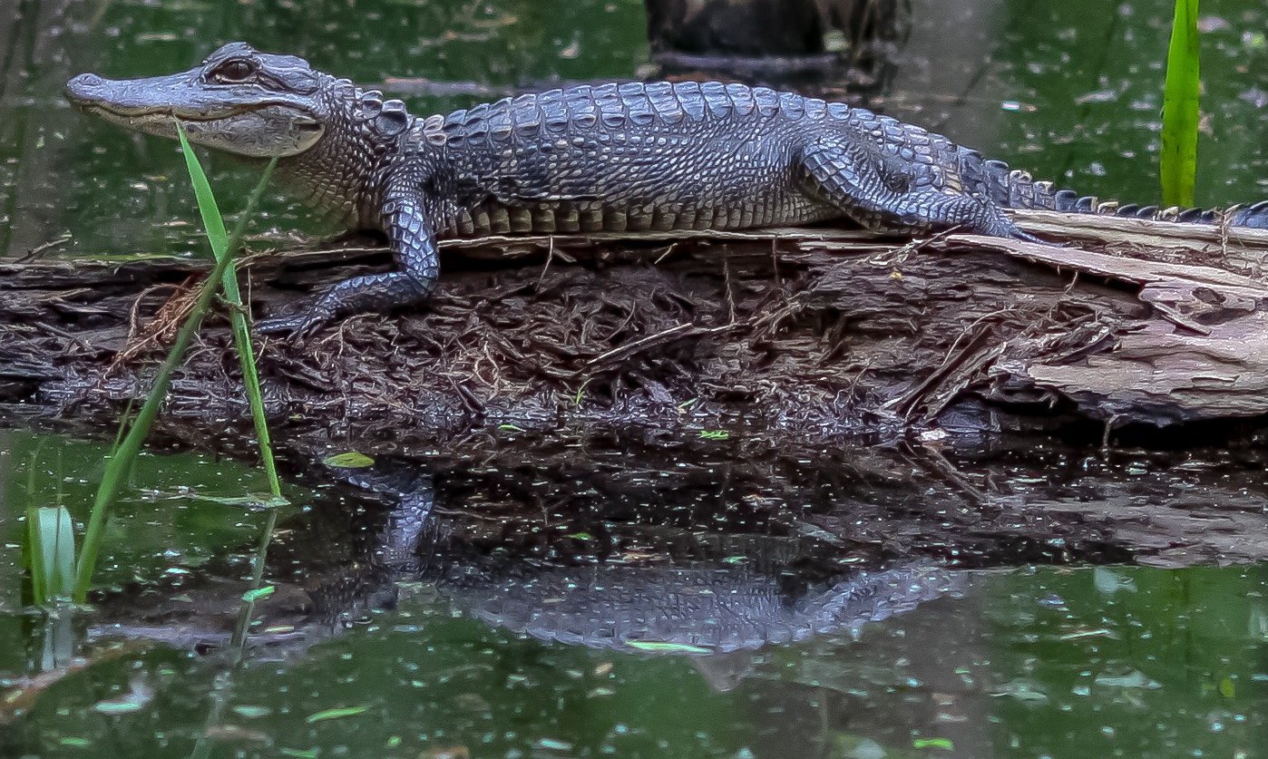 american aligator sunning himself on a log with his reflection in the water beneath him