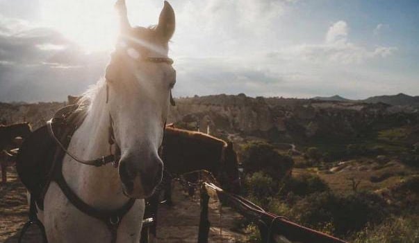 Horse Ranch Cappadocia