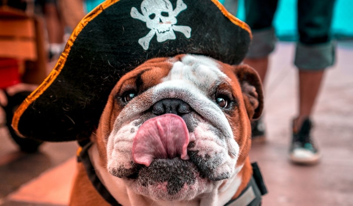 bulldog dressed as a pirate licking nose