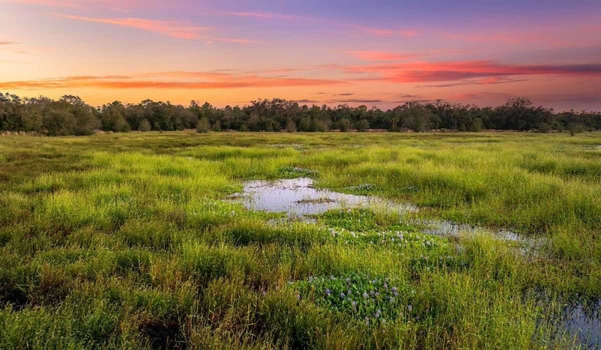 central florida swamp land