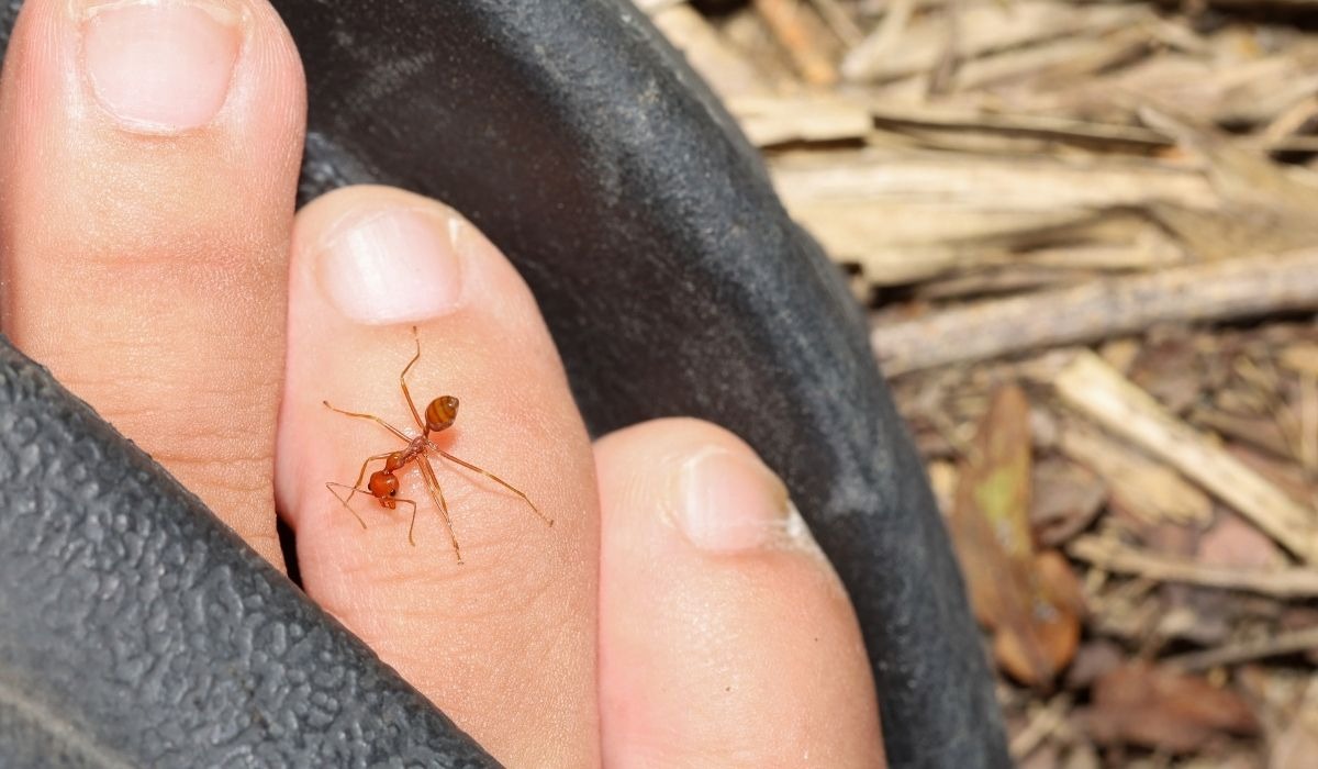 fire ant biting a person's toe