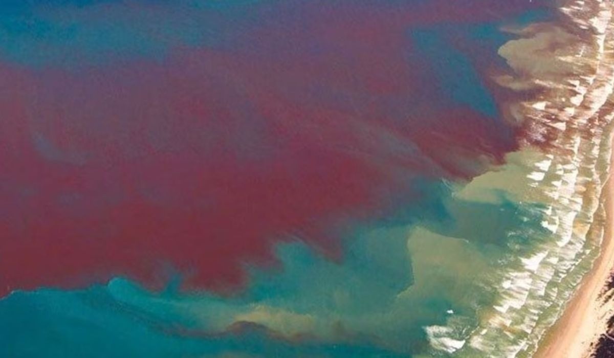 florida gulf coast red tide arial image