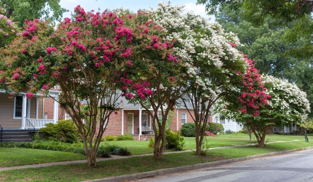 flowered trees lining neighborhood street