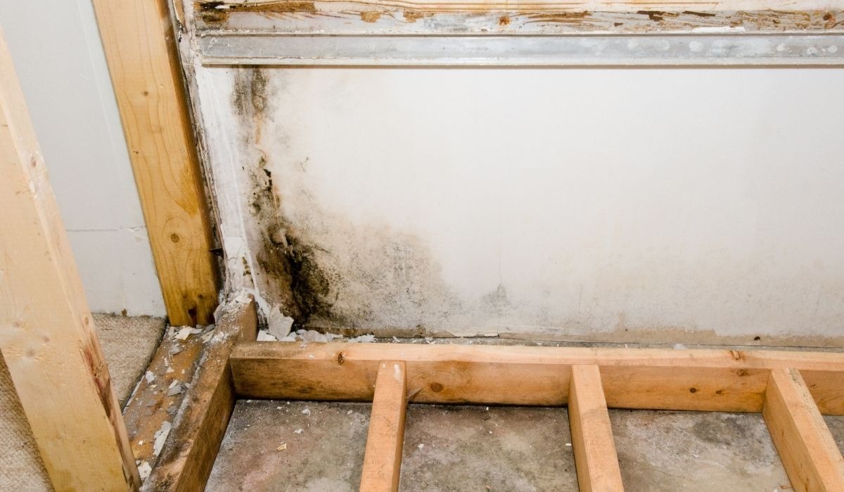 corner of room has black mold growing