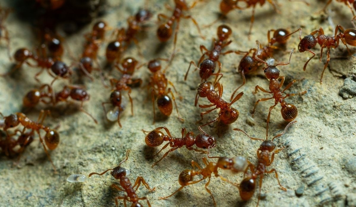 fire ant swarm on rock