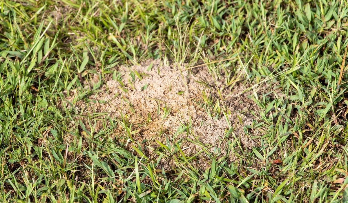 poison on ant mound